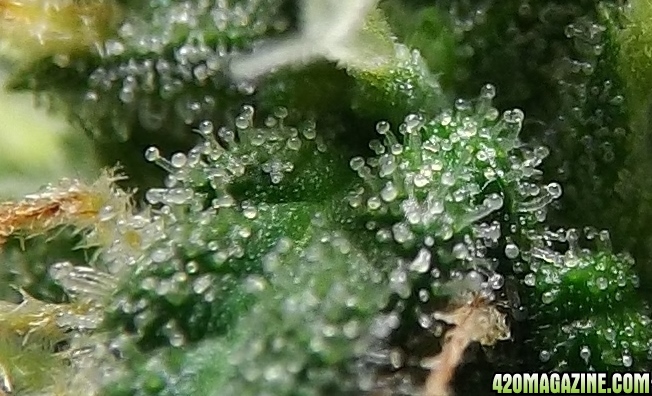 trichomes_2