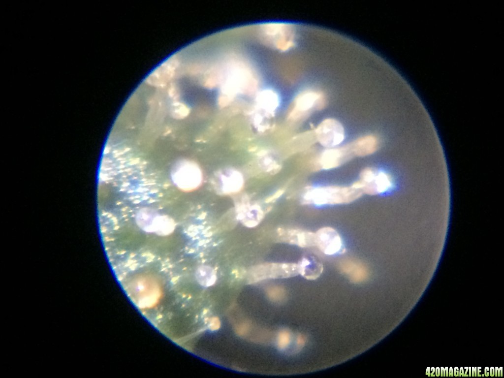 Trichomes_6