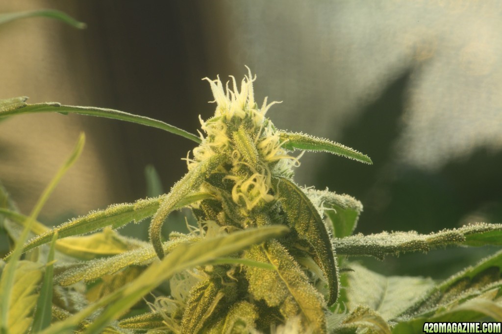 Trichomes_on_bud_2