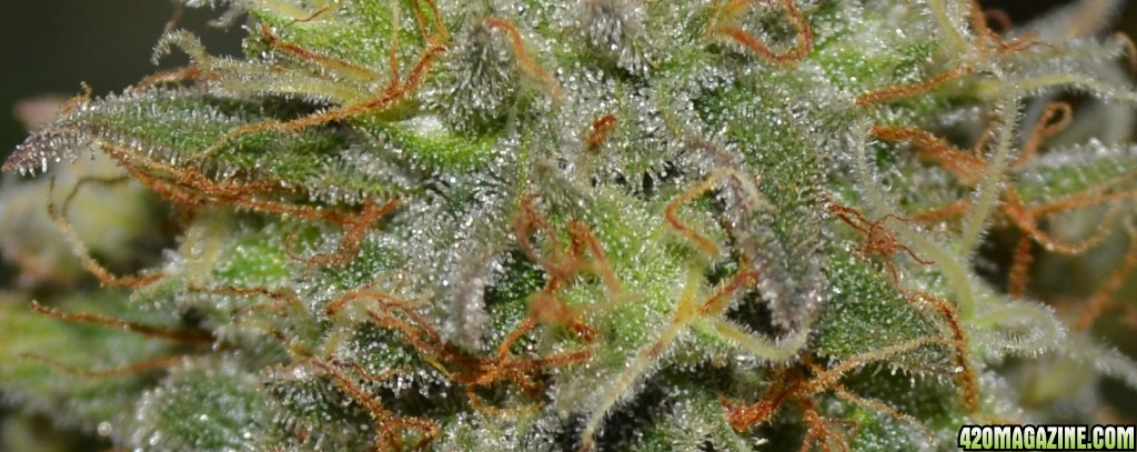 Trichomes_right_plant_03_14