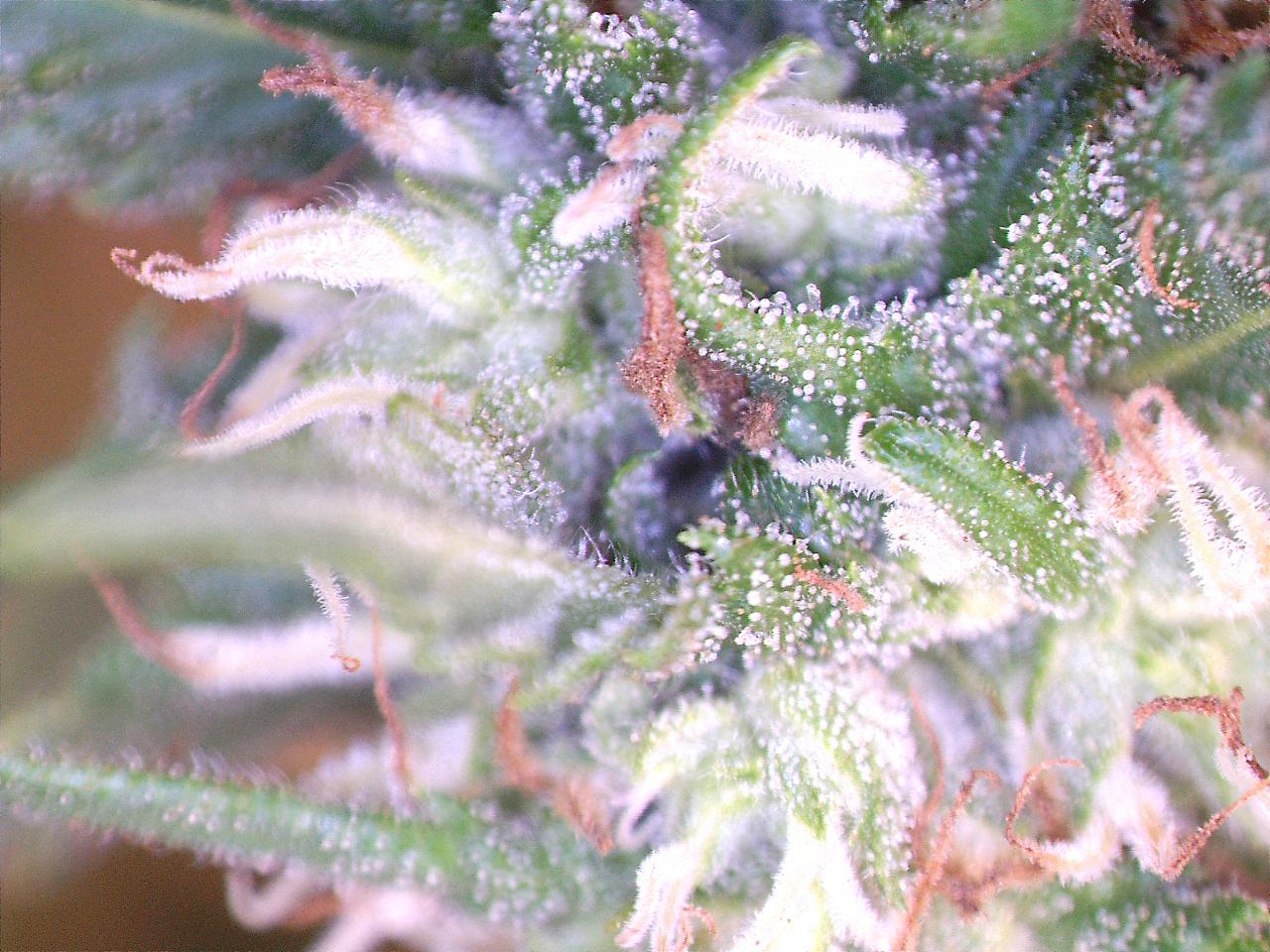 Trichs-01.jpg