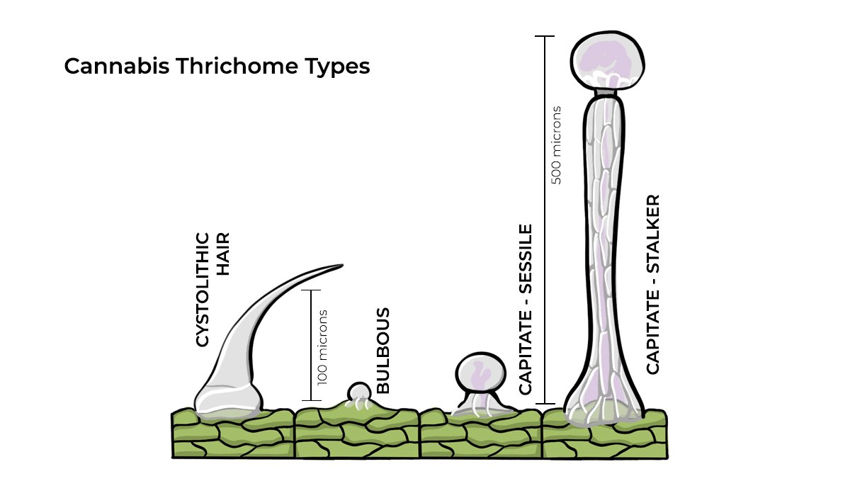 trichs-01.jpg