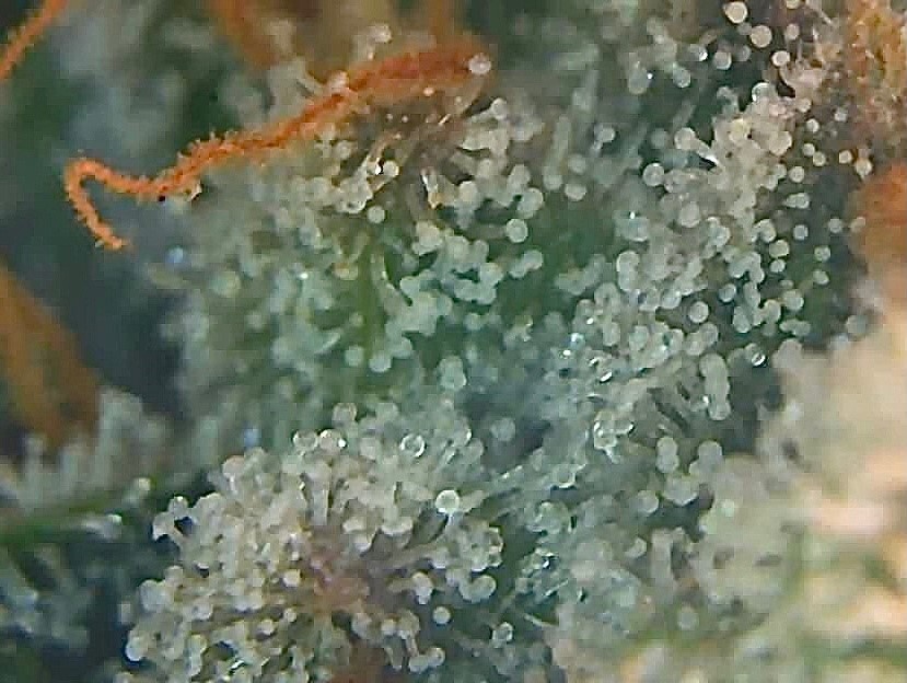 trichs almost ready 1.jpg