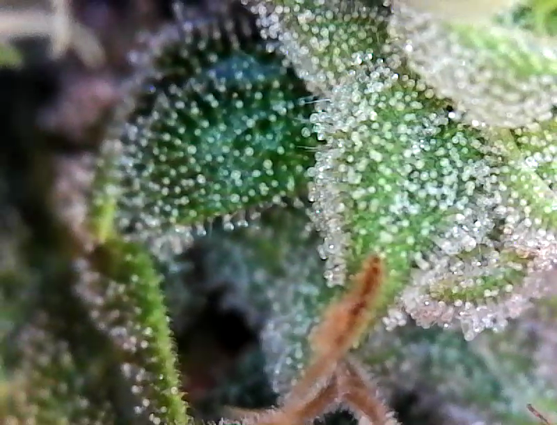 Trichs day 54