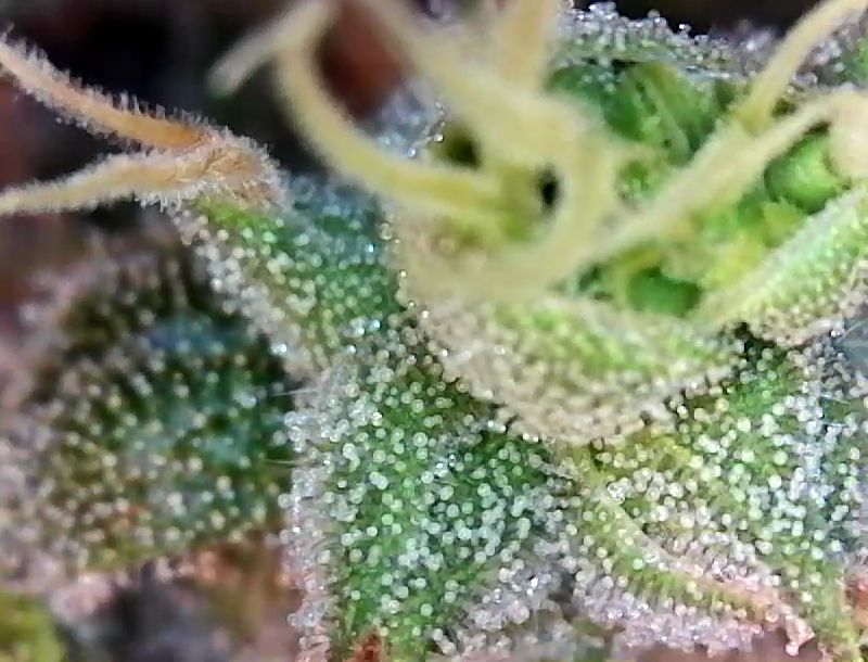 Trichs day 54