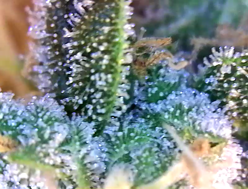 Trichs day 54