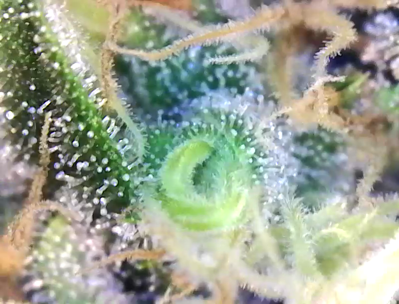 Trichs day 54