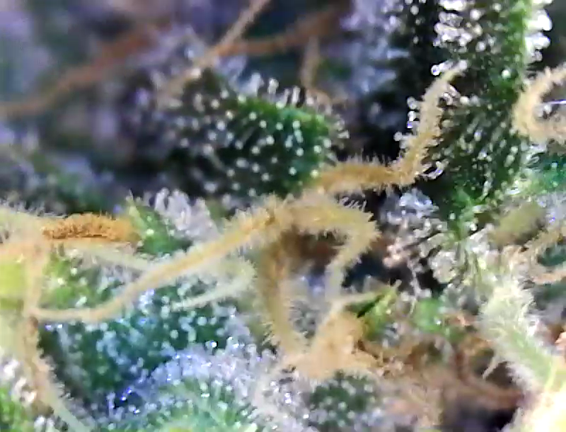 Trichs day 54