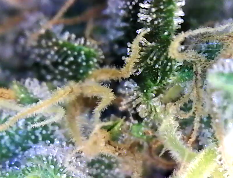 Trichs day 54