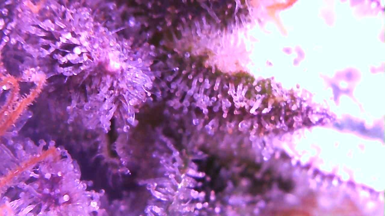 trichs.jpg