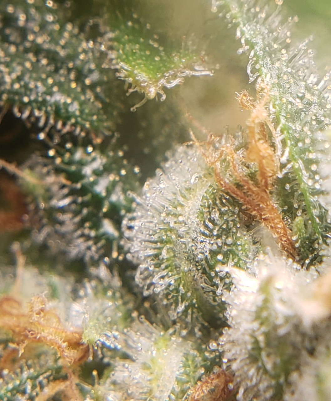 Trichs.jpg