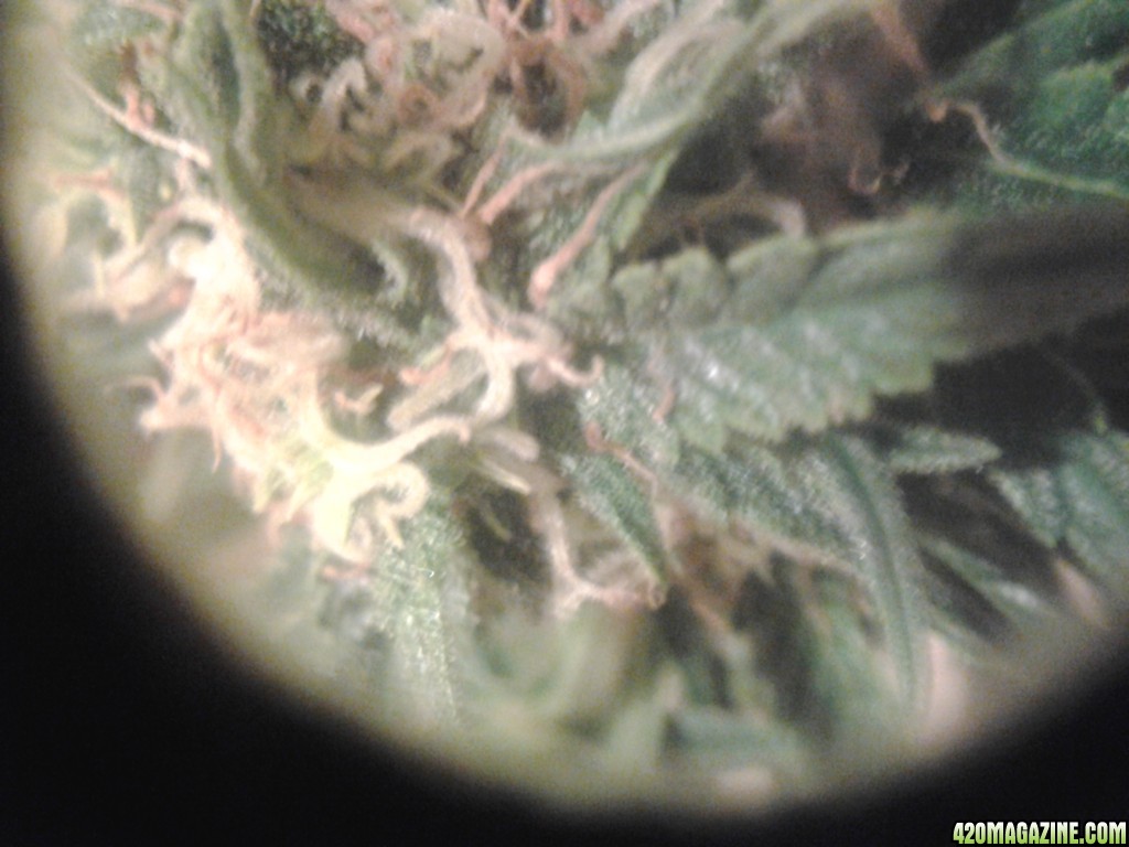 trichs on thc bomb auto