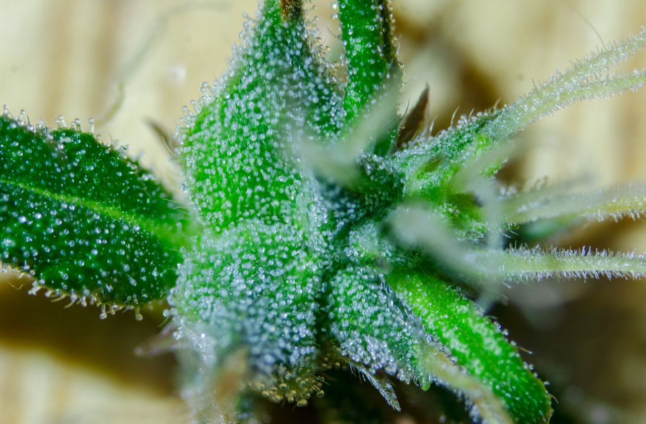 Trichs on Wild Azz-2.jpg