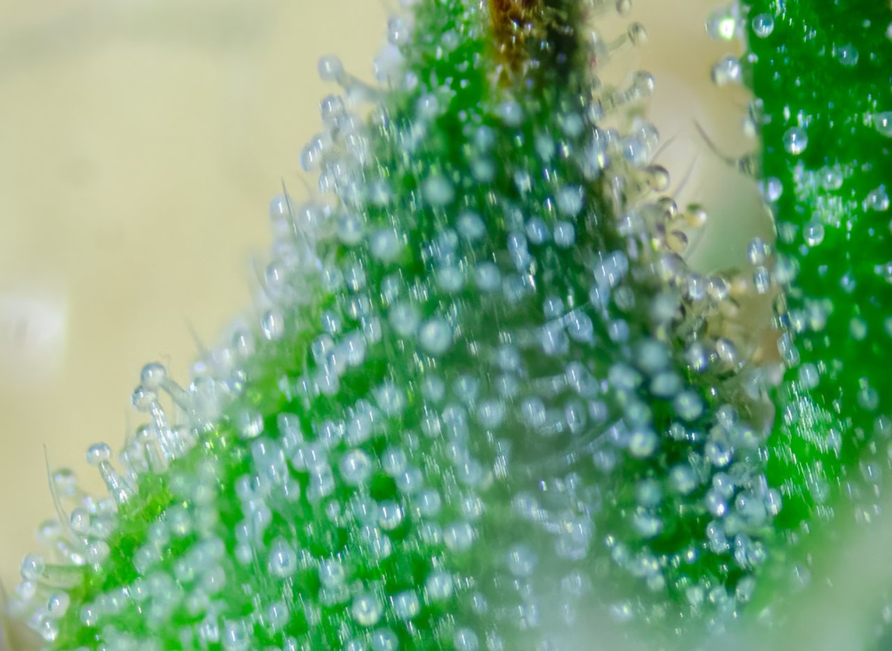 Trichs on Wild Azz.jpg