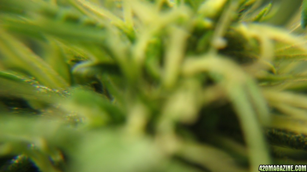 Trichs