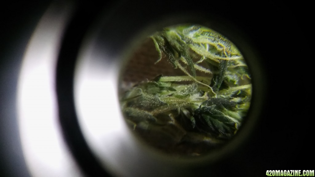 trichs