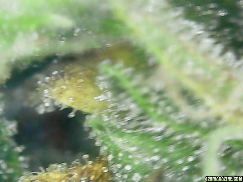 Trichs