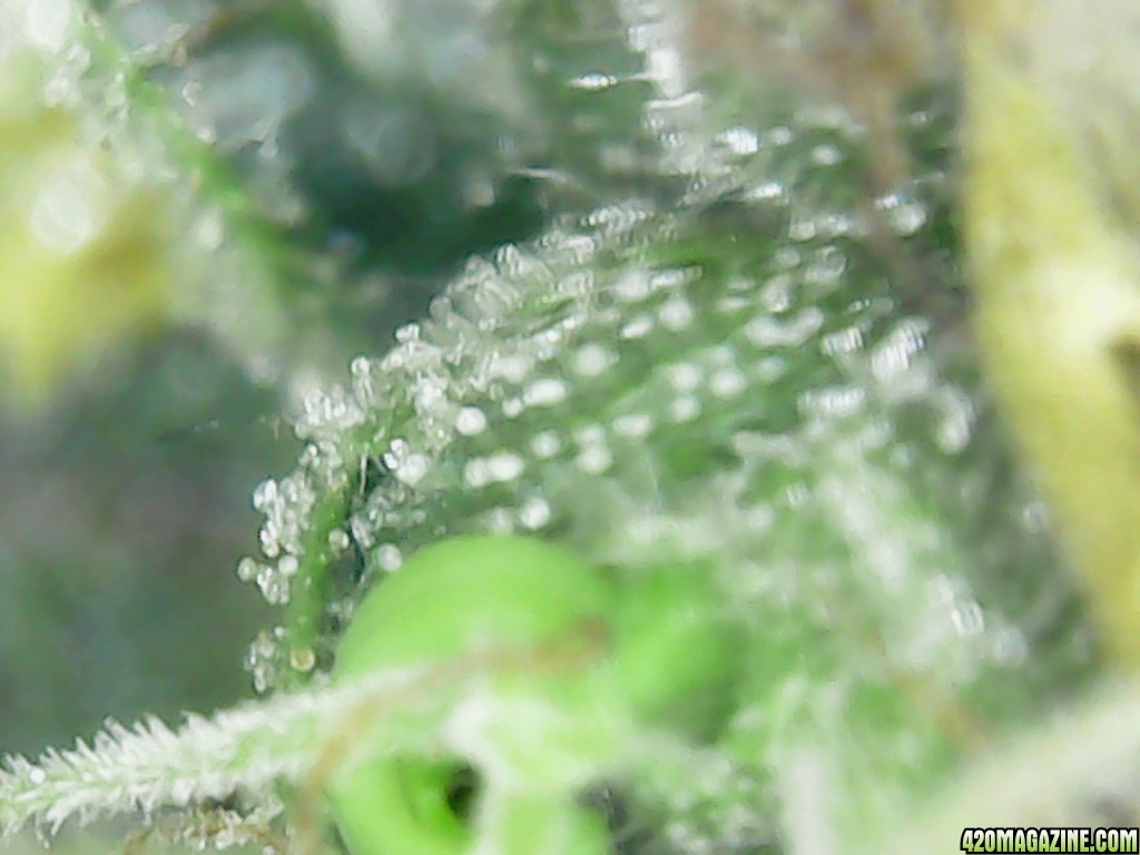 Trichs