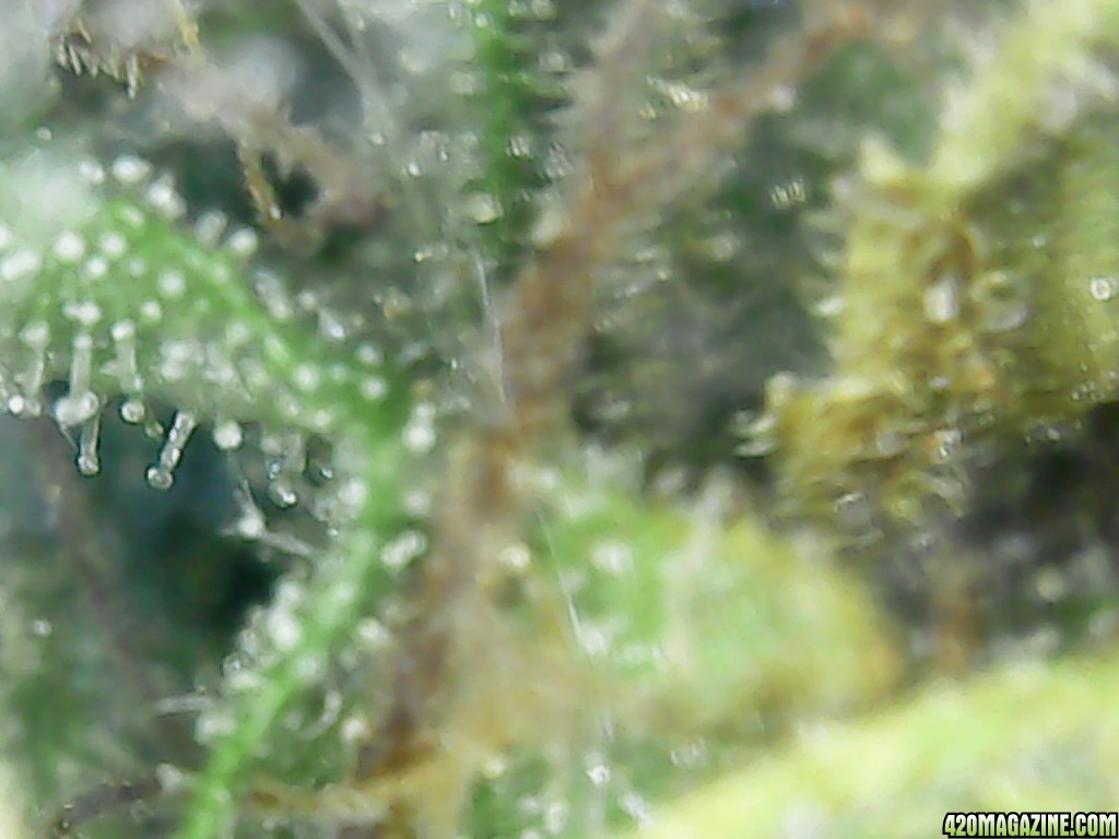 Trichs