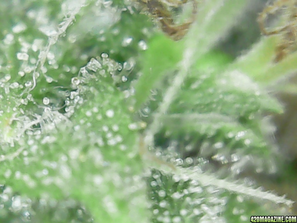 Trichs