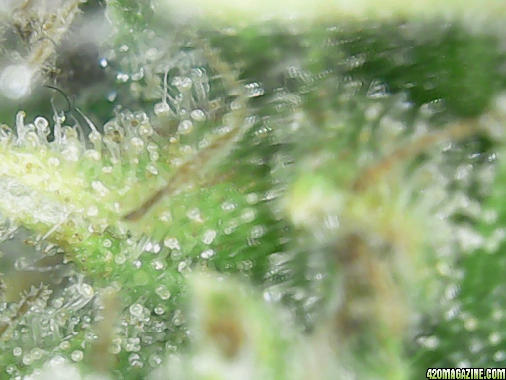 Trichs