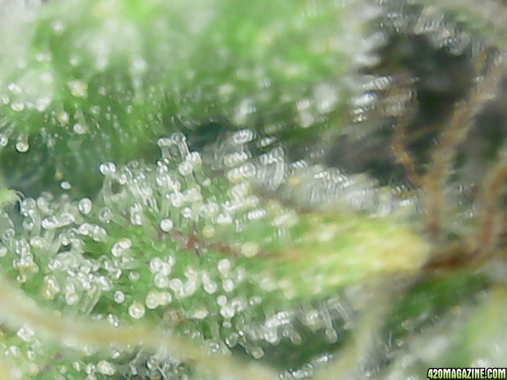 Trichs