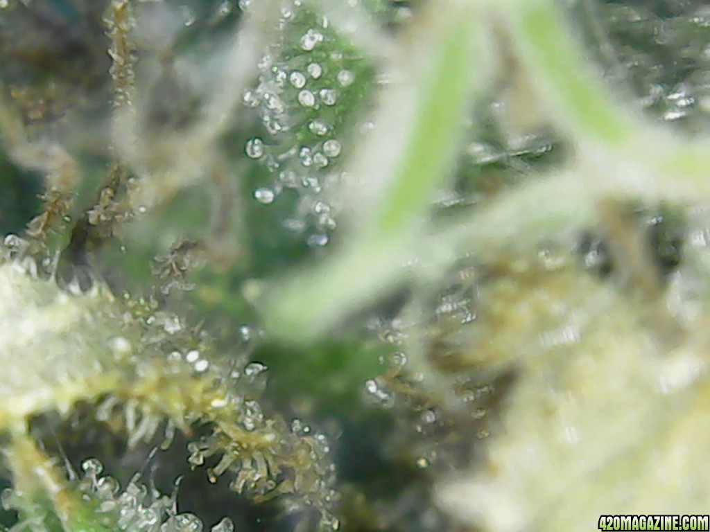 Trichs