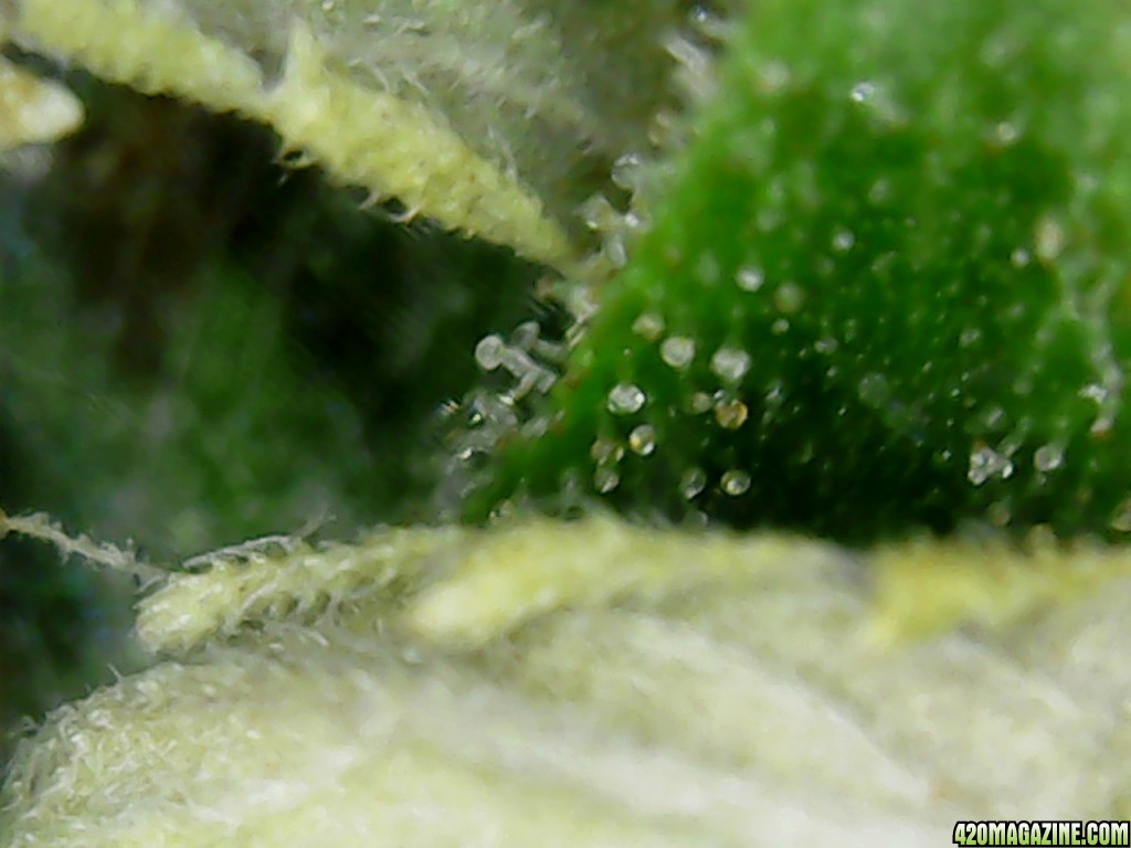 Trichs