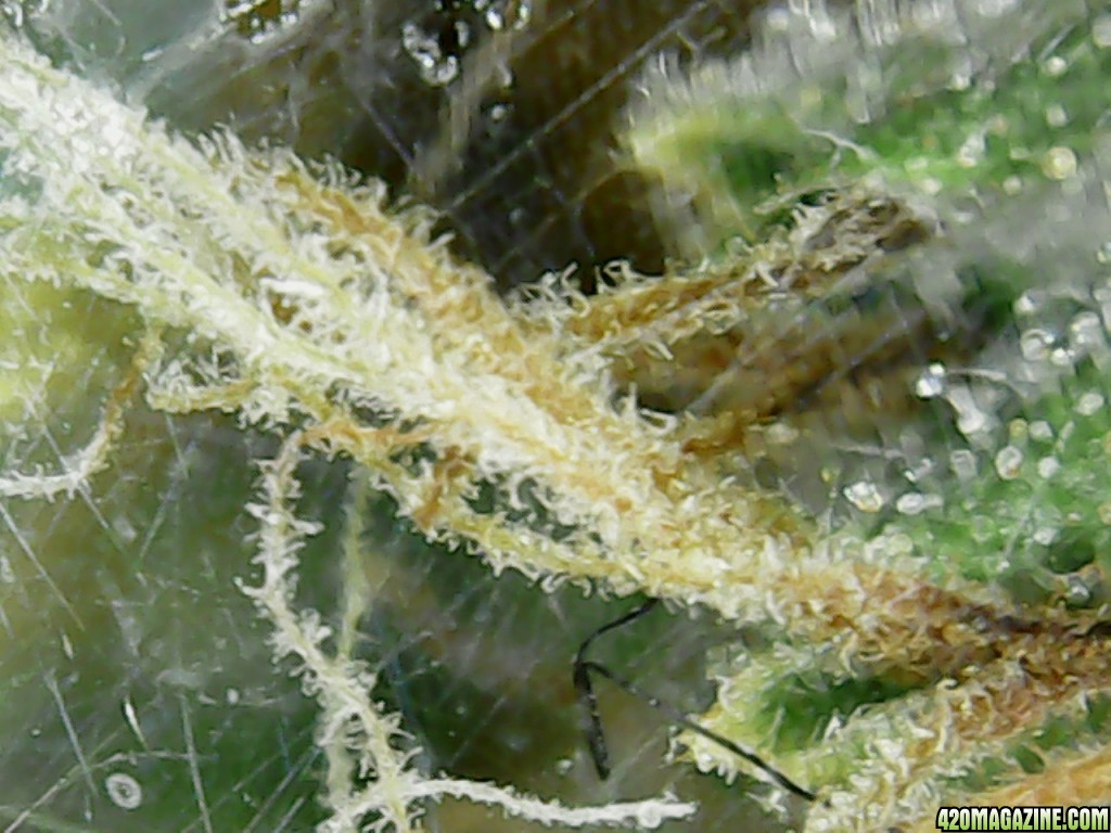 Trichs