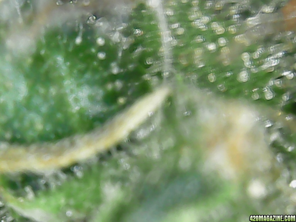 Trichs