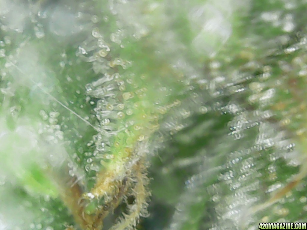 Trichs