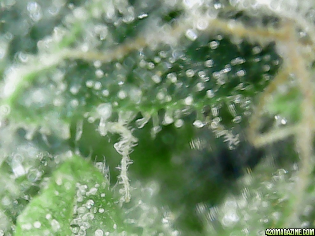 Trichs