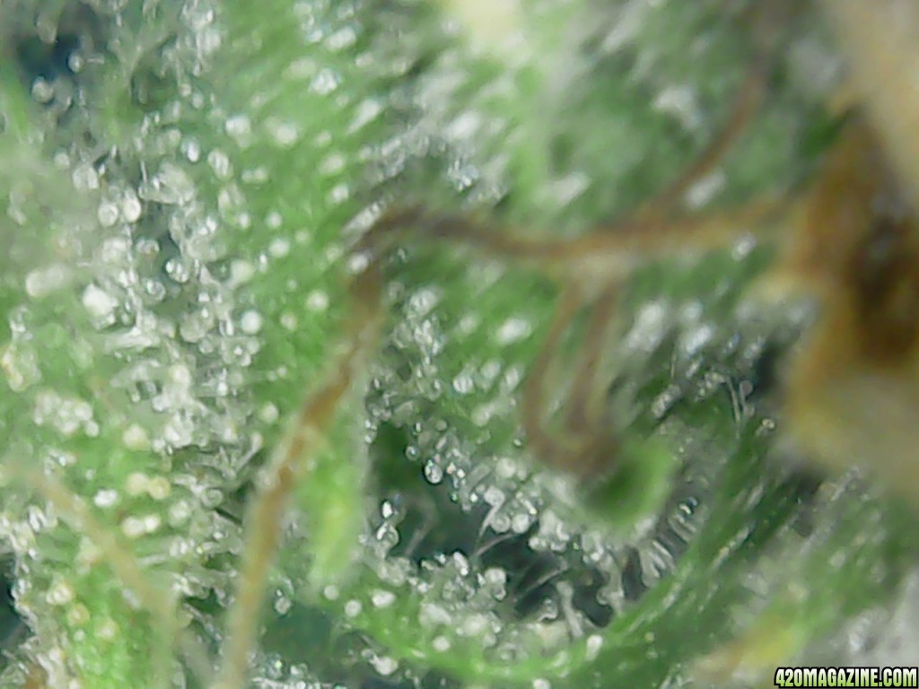 Trichs