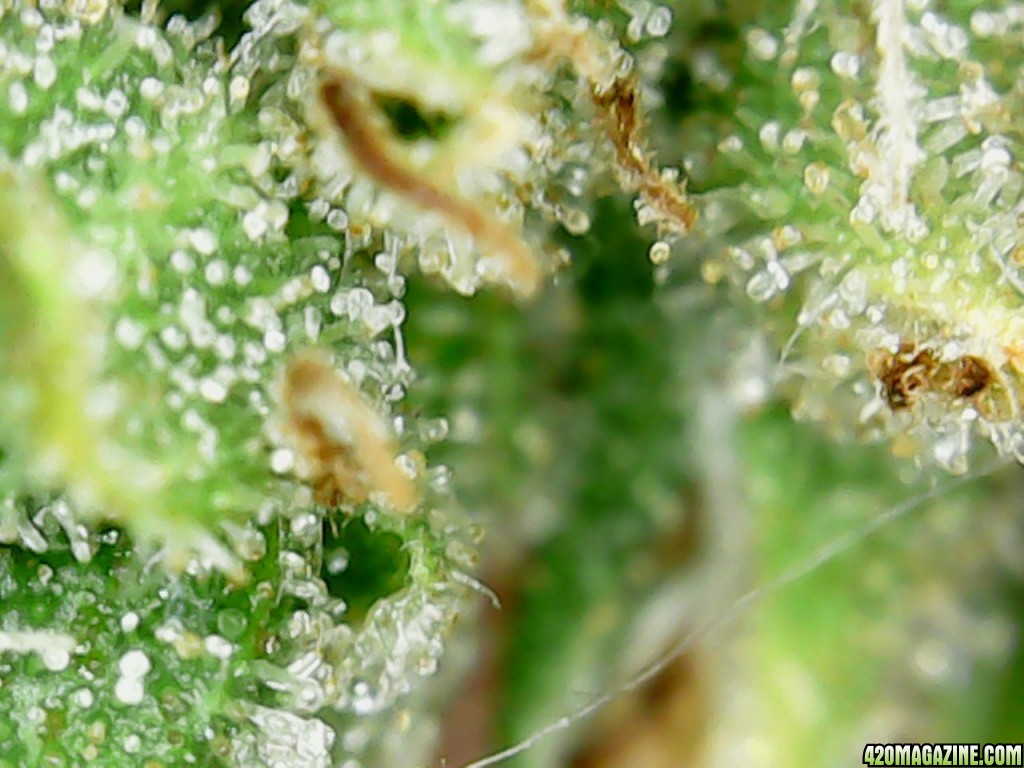 Trichs