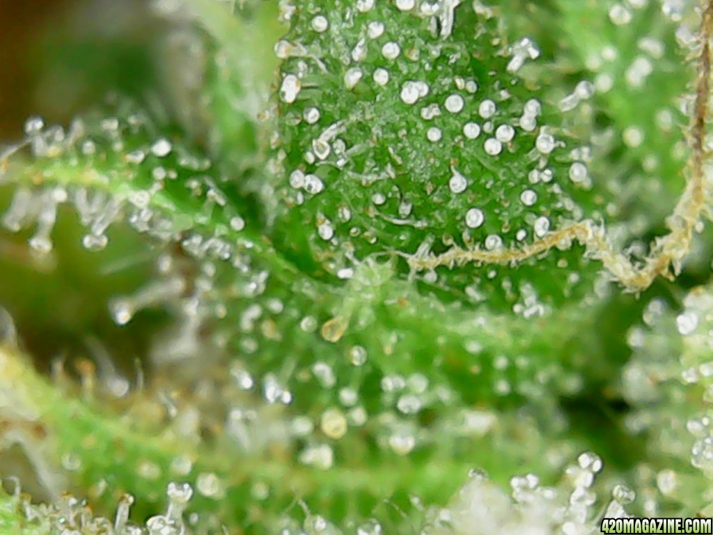 Trichs