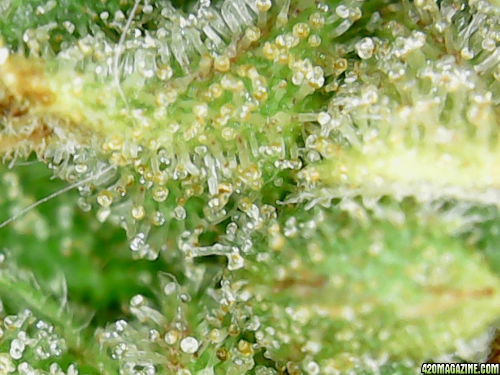 Trichs