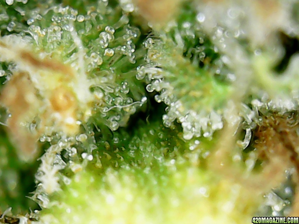 Trichs