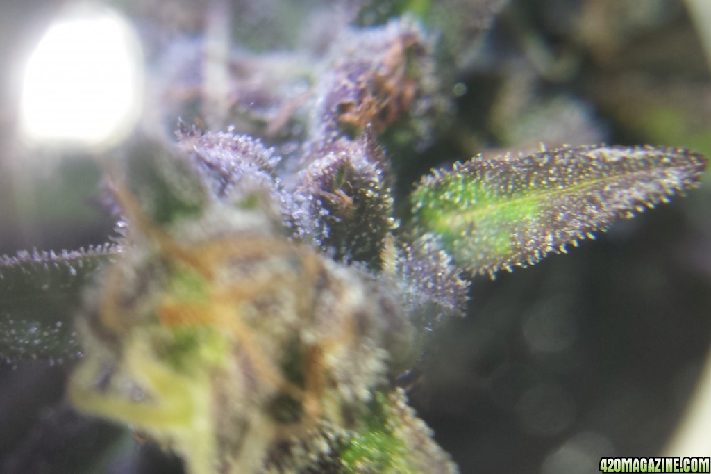 Trichs