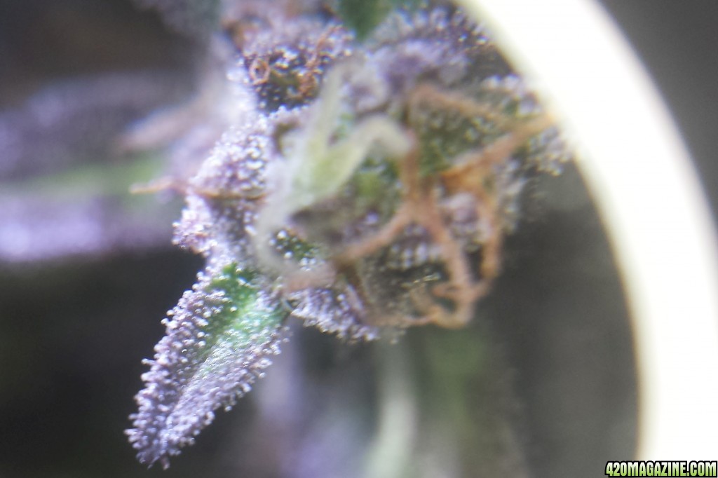 Trichs