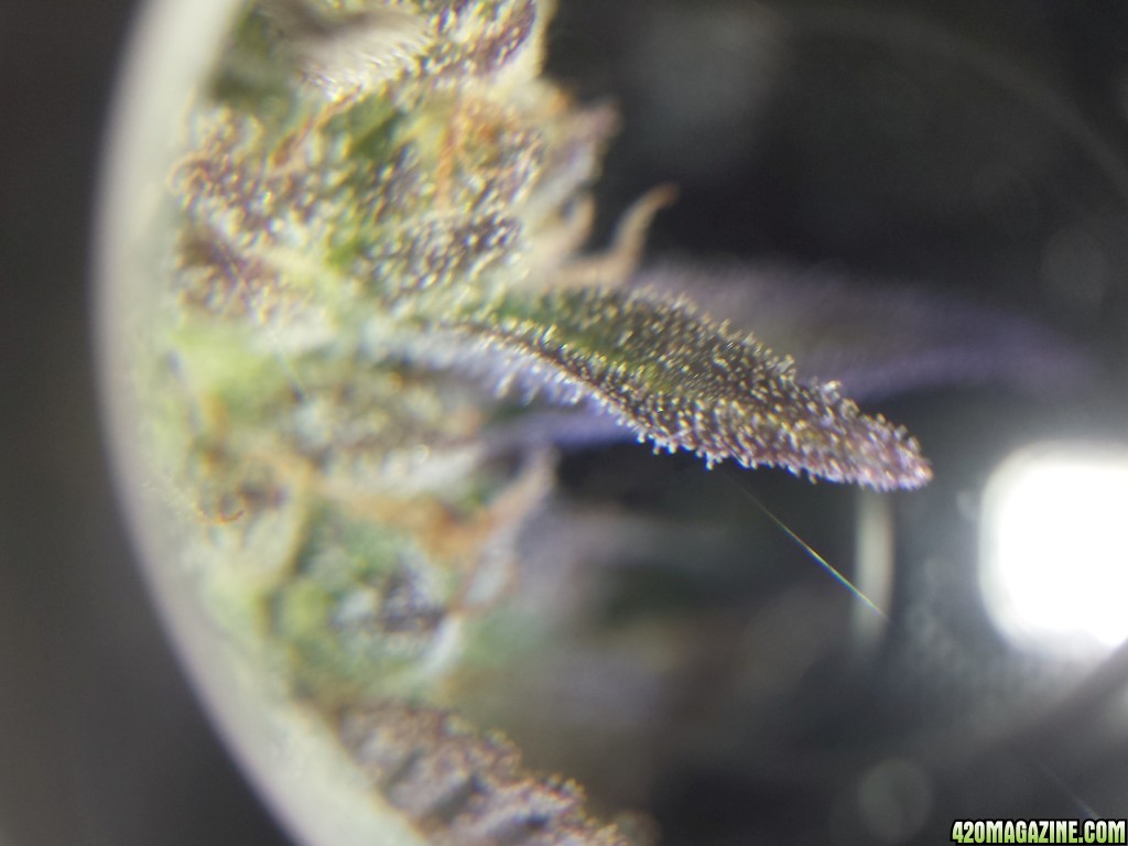 Trichs