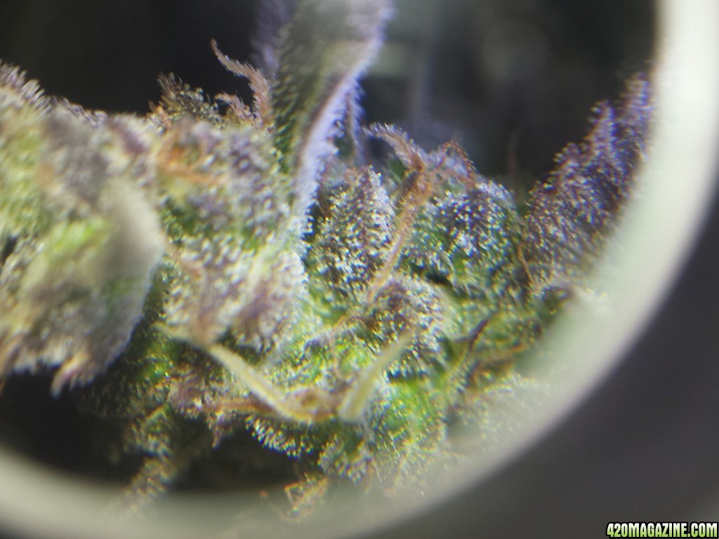 Trichs