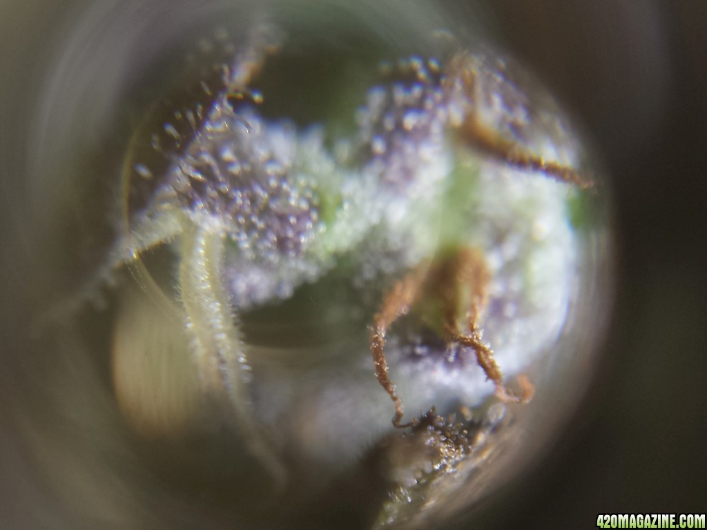 Trichs