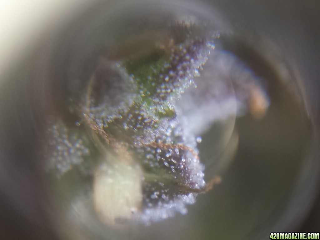 Trichs