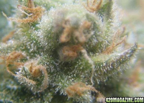 trichs