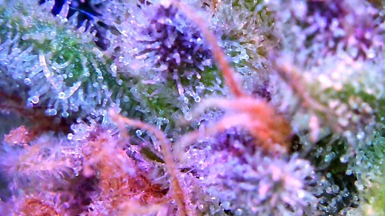 trichs1.jpg