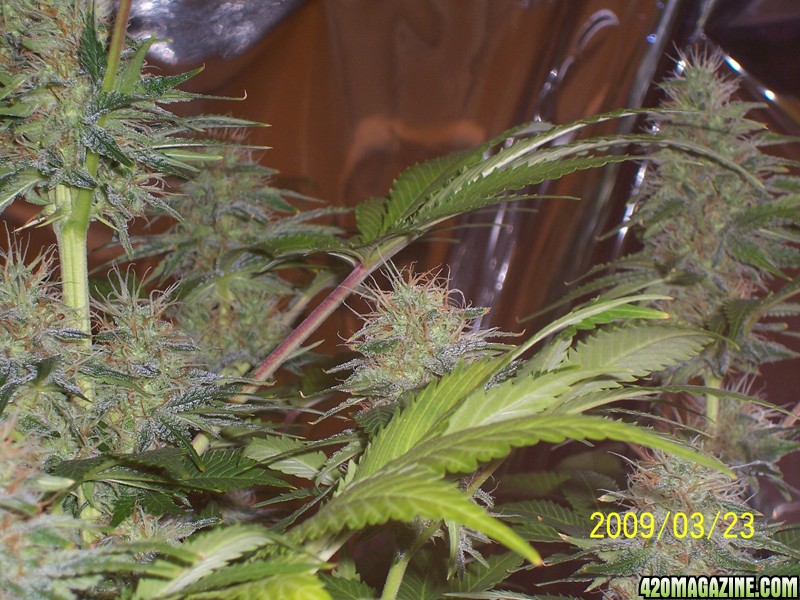 trichs12