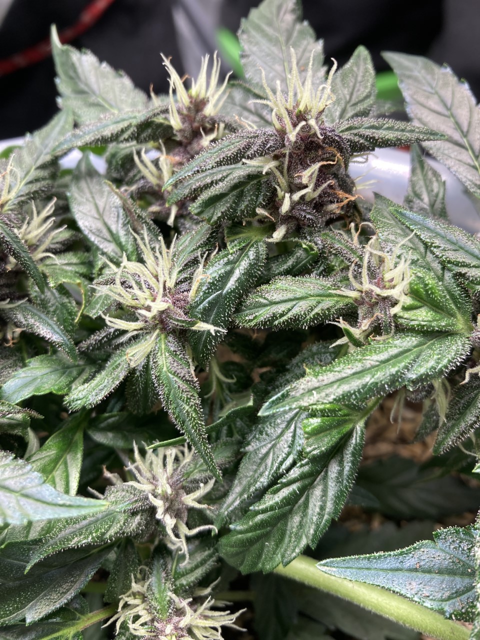 trichs2.jpg