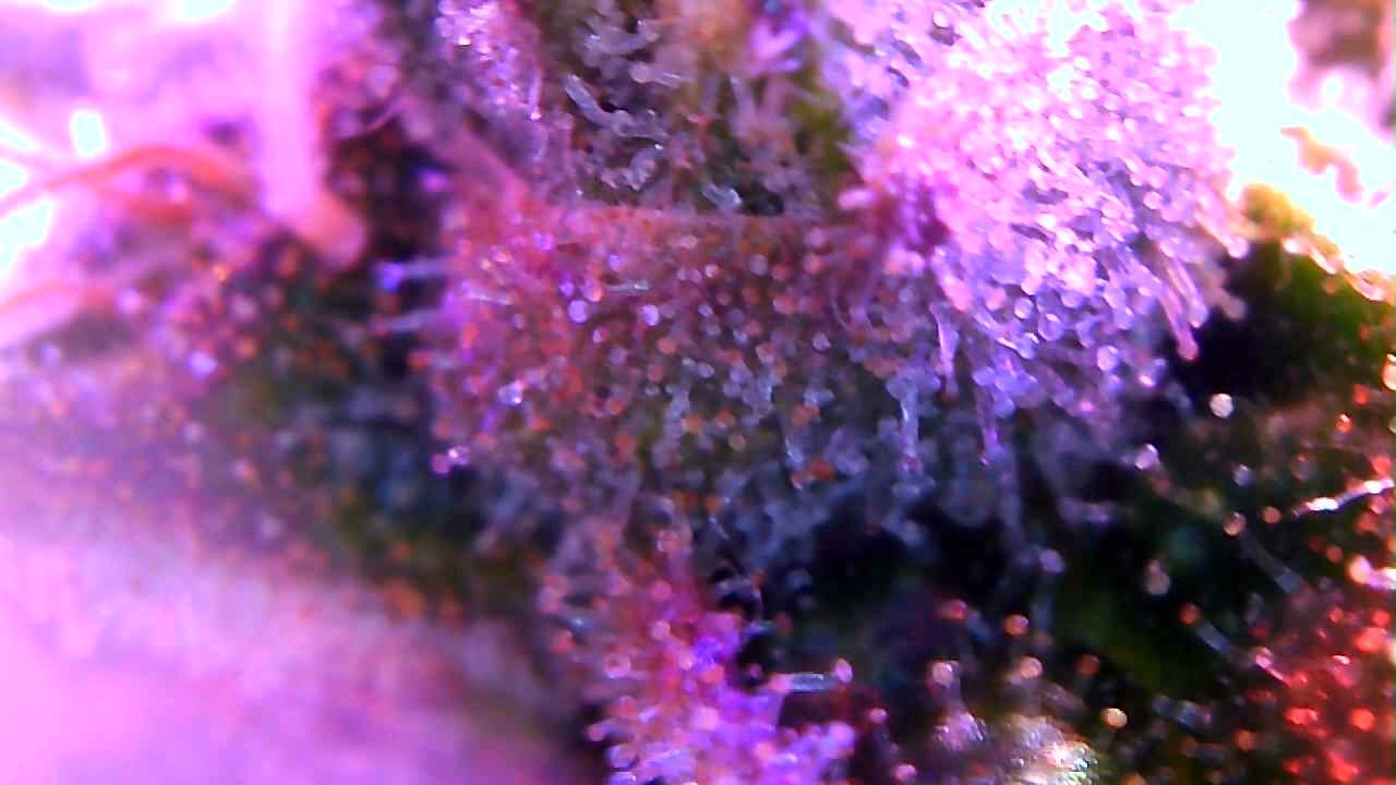 trichs3.jpg