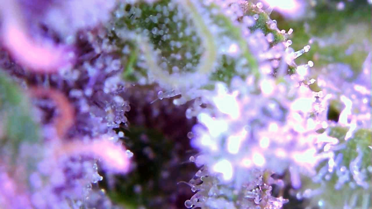 trichs4.jpg