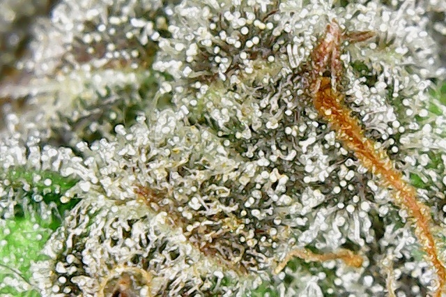 trichs420-2.jpg